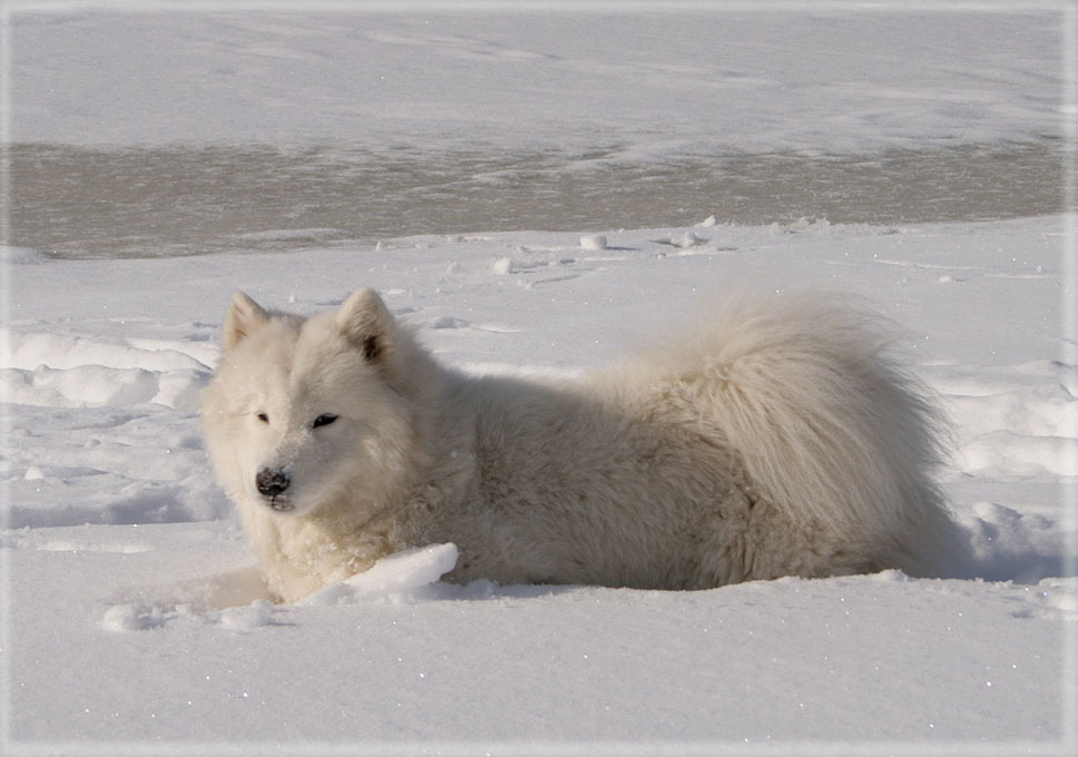 http://samoyeds.ucoz.ru/15.jpg