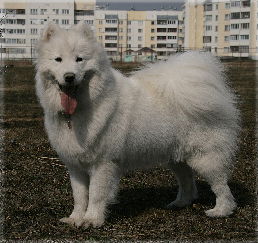 http://samoyeds.ucoz.ru/54.jpg