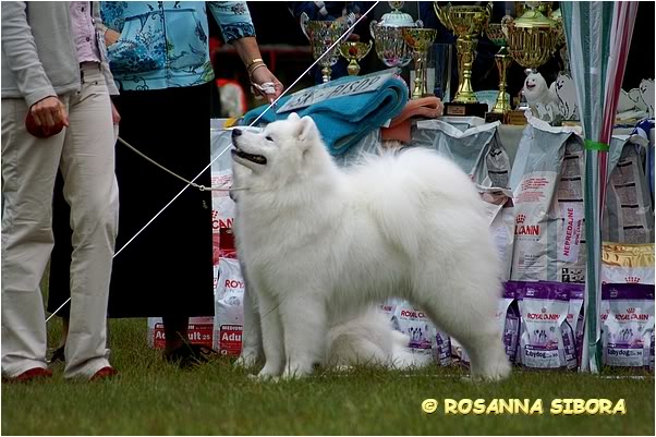 http://samoyeds.ucoz.ru/7.jpg