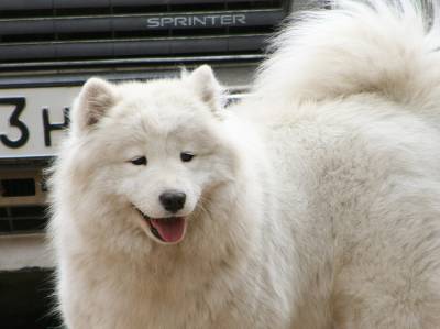 http://samoyeds.ucoz.ru/_fr/0/s0231067.jpg