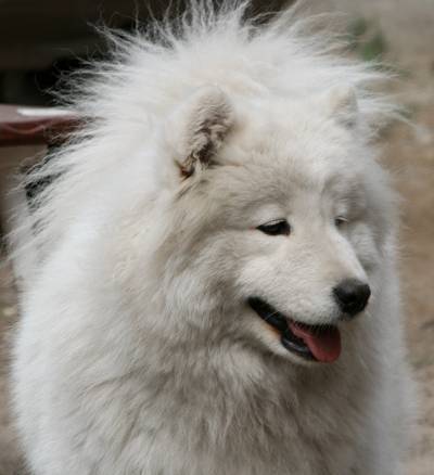 http://samoyeds.ucoz.ru/_fr/0/s3007676.jpg