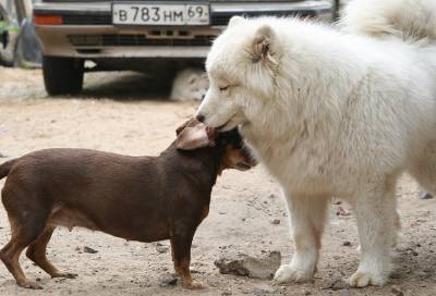 http://samoyeds.ucoz.ru/_fr/0/s4745692.jpg