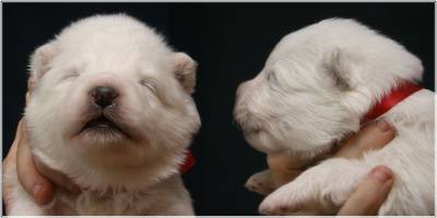 http://samoyeds.ucoz.ru/_fr/0/s5561692.jpg