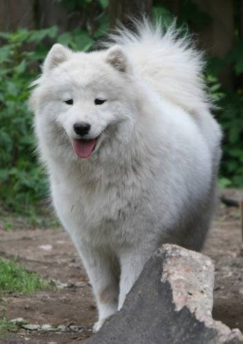 http://samoyeds.ucoz.ru/_fr/0/s7917925.jpg