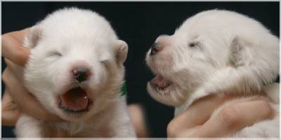 http://samoyeds.ucoz.ru/_fr/0/s8797383.jpg