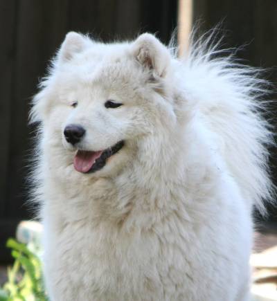 http://samoyeds.ucoz.ru/_fr/0/s9733527.jpg