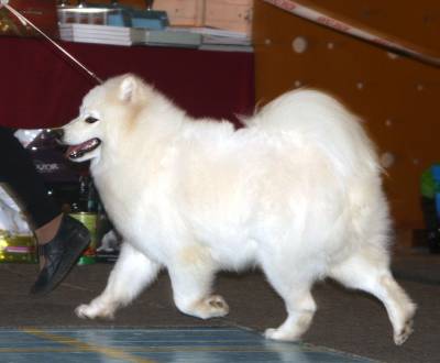 http://samoyeds.ucoz.ru/_fr/0/s2297817.jpg