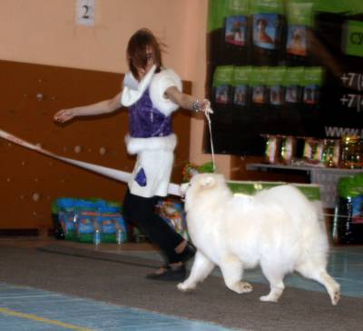 http://samoyeds.ucoz.ru/_fr/0/s9004202.jpg